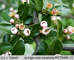 Cotoneaster divaricatus (irga rozkrzewiona)