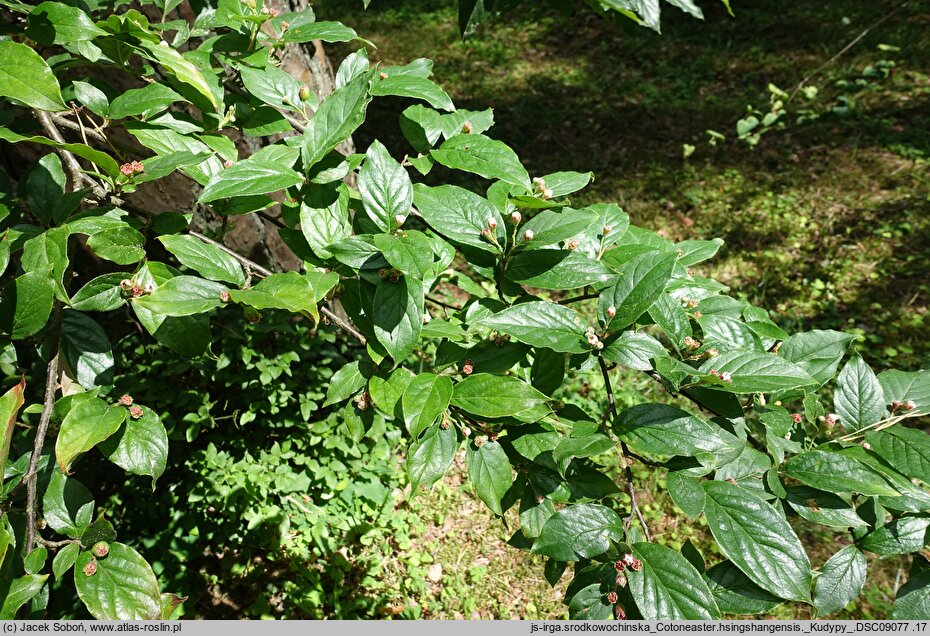 Cotoneaster hsingshangensis (irga środkowochińska)