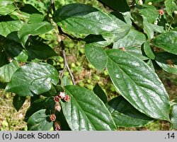 Cotoneaster hsingshangensis (irga środkowochińska)