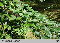 Cotoneaster hsingshangensis (irga środkowochińska)