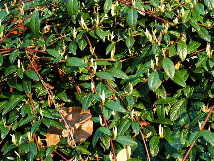 Cotoneaster salicifolius Parkteppich