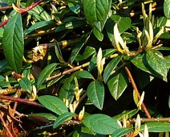 Cotoneaster salicifolius Parkteppich