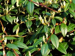 Cotoneaster salicifolius Parkteppich