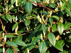 Cotoneaster salicifolius Parkteppich