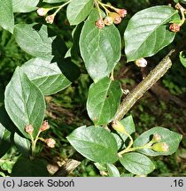 Cotoneaster ambiguus