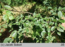 Cotoneaster ambiguus