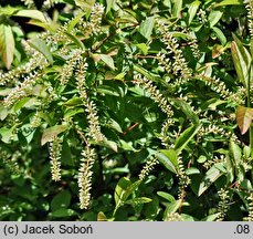 Itea virginica (itea wirginijska)