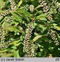 Itea virginica (itea wirginijska)