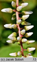 Itea virginica (itea wirginijska)