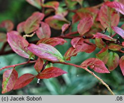 Itea virginica (itea wirginijska)