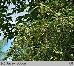 Malus hupehensis (jabłoń hupeheńska)