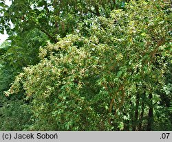 Malus hupehensis (jabłoń hupeheńska)