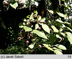 Malus ×purpurea (jabłoń purpurowa)