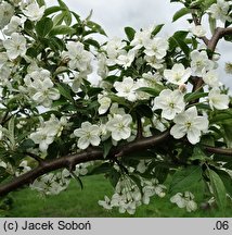 Malus sikkimensis (jabłoń sikkimska)