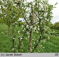 Malus sikkimensis (jabłoń sikkimska)