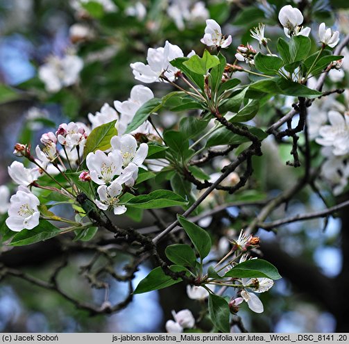 Malus prunifolia (jabłoń śliwolistna)