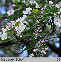 Malus prunifolia (jabłoń śliwolistna)