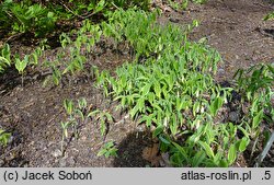 Uvularia sessilifolia (jagodowiec bezogonkowy)