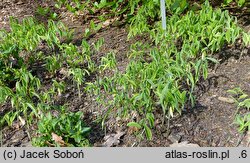 Uvularia sessilifolia (jagodowiec bezogonkowy)