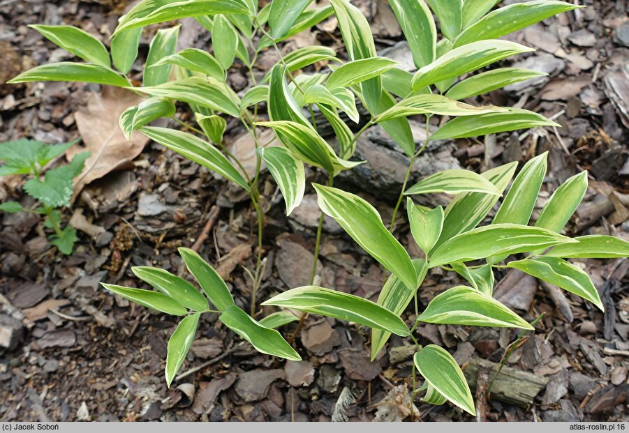 Uvularia sessilifolia (jagodowiec bezogonkowy)