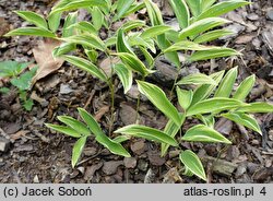 Uvularia sessilifolia (jagodowiec bezogonkowy)