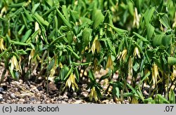 Uvularia grandiflora (jagodowiec wielkokwiatowy)