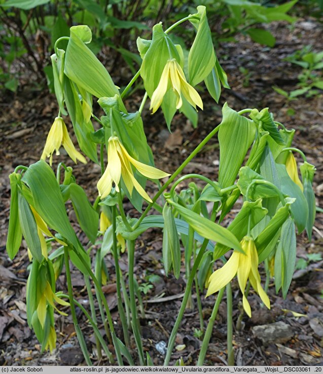 Uvularia grandiflora Variegata