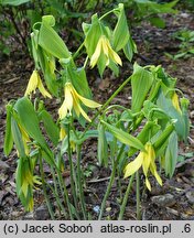 Uvularia grandiflora Variegata