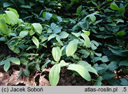 Uvularia grandiflora Variegata