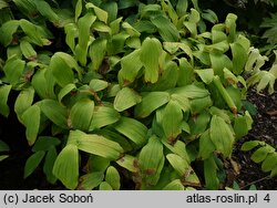 Uvularia grandiflora (jagodowiec wielkokwiatowy)