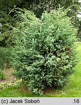 Juniperus chinensis