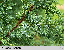 Juniperus chinensis