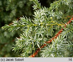 Juniperus chinensis