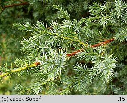 Juniperus chinensis