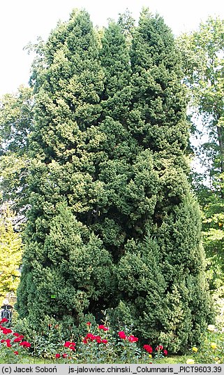 Juniperus chinensis