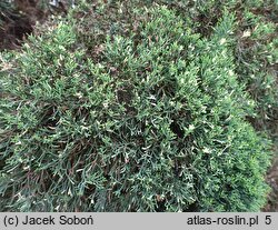 Juniperus chinensis Variegata