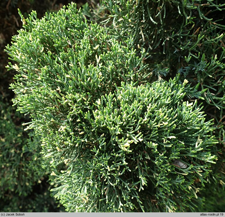 Juniperus chinensis Variegata