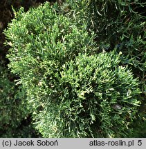 Juniperus chinensis Variegata