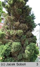 Juniperus chinensis Variegata