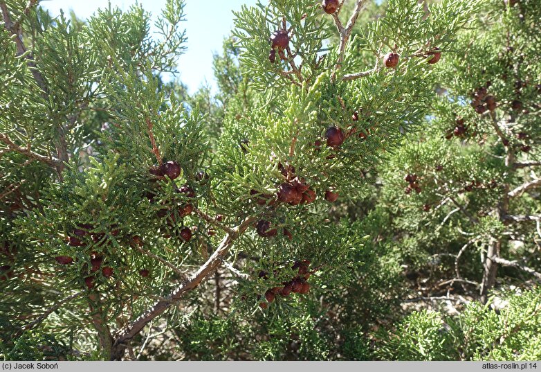 Juniperus foetidissima