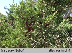 Juniperus foetidissima