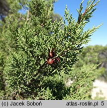 Juniperus foetidissima