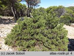 Juniperus foetidissima