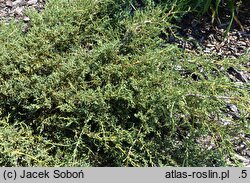 Juniperus squamata Denfa Malachit