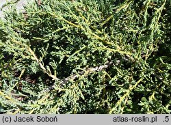 Juniperus squamata Denfa Malachit