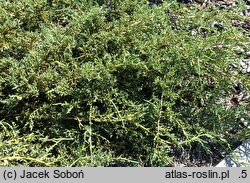 Juniperus squamata Denfa Malachit