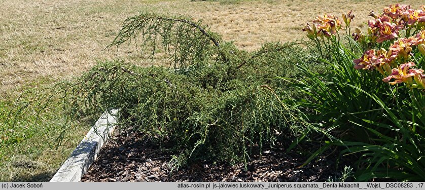 Juniperus squamata Denfa Malachit