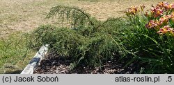 Juniperus squamata Denfa Malachit