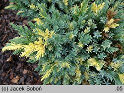 Juniperus squamata Floreant