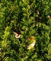 Juniperus rigida var. conferta (jałowiec nadbrzeżny)